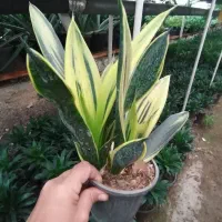 حراج گل و گیاهان باغچه ای ، بیرونی|گل و گیاه طبیعی|کلارآباد, |دیوار