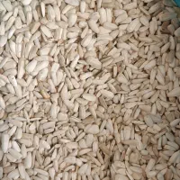 تخمه هندوانه و آفتابگردان وخاکشیر|عمده‌فروشی|سرچهان, |دیوار