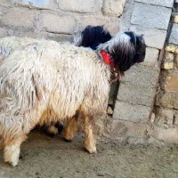 شهرکرد|حیوانات مزرعه|اردل, |دیوار