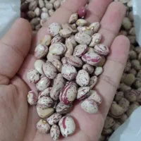 لوبیا چیتی