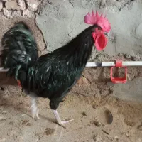 خروس سیاه خروس مشکی قربانی|حیوانات مزرعه|تهران, هلال احمر|دیوار