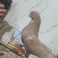 کفتر زمینی سرور زرد
