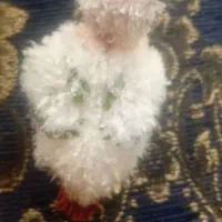 عروسک ناز