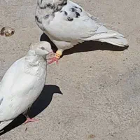 کفتر