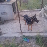 سگ ژرمن