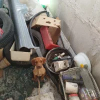توله دوبرمن چهارماهه