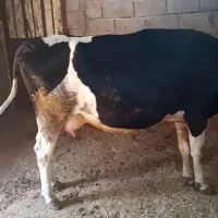 گاو و گوساله|حیوانات مزرعه|پاتاوه, |دیوار