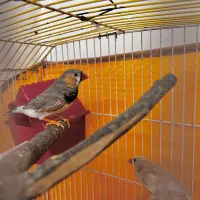 جفت فنچ کینگ مولد