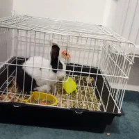 خرگوش|موش و خرگوش|گرگان, |دیوار