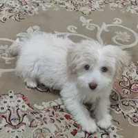 سگ مالتیز ۴ ماهه