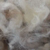 پشم گوسفند