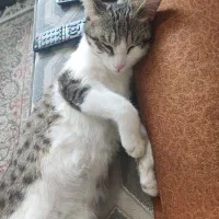گربه