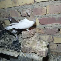 دوجفت پرشی جفت کله ای جفت سینه ای