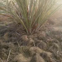 دمیت کبکاب|خدمات باغبانی و درختکاری|برازجان, |دیوار