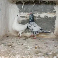 یک جفت سار تخت