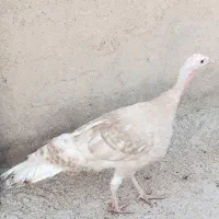 فروش بوقلمون
