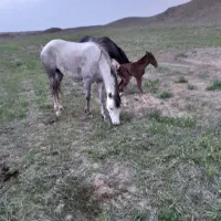 اسب درجه یک|اسب و تجهیزات اسب‌سواری|خرم‌آباد, |دیوار