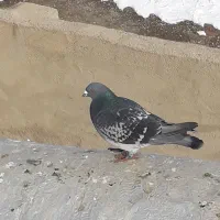 سلام به عشق بازان عزیز تعدادی کفتر خوب