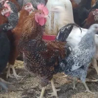 فروش خروس و کود مرغی
