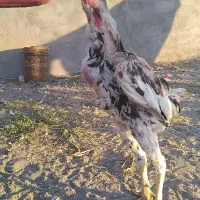 خروس لاری اصیل