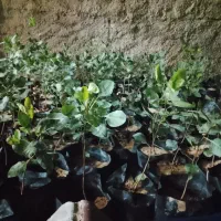 نهال پسته