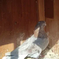 کبوتر رنگ خاص