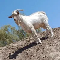 تکه سانن اصل فرانسوی