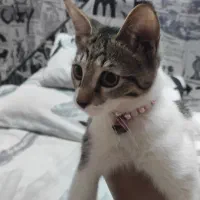 گربه|گربه|اصفهان, باغ نگاره|دیوار