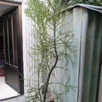 گل شاخ گوزنی تزیینی