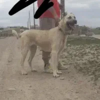 سگ ماده سرابی اصل جوان