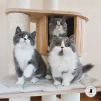 بچه گربه بریتیش رنگ خاص