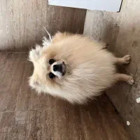 سگ..پامرین اصل