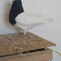 کله رنگه  ، سینه سیاه