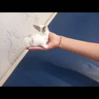 خرگوش با قفس و وسایل|موش و خرگوش|تهران, نبی اکرم|دیوار