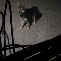 سگ ژرمن ماده