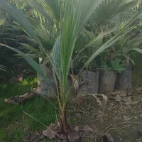 پالم واشنگتن تنه قرمز