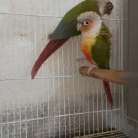 جفت گرینچیک.گرین چیک بالغ