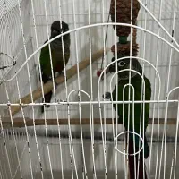 گرینجیک عروس هلندی مرغ عشق