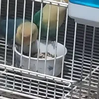 کتوله برزیلی فروشی|پرنده|میناب, |دیوار