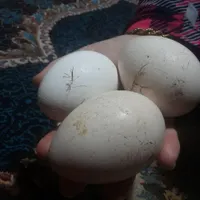 تخم بوقلمون