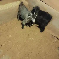 بز بزغاله|حیوانات مزرعه|چادگان, |دیوار