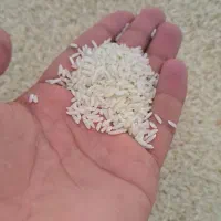 برنج سالم محلی دورود۲۵کیلو