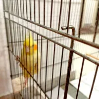 عروس‌هلندی