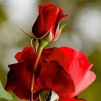 خانم  جهت مونتاژ گل