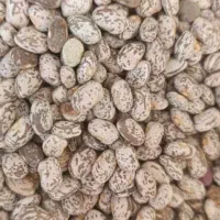 لوبیا چیتی ارتشی|خوردنی و آشامیدنی|اهواز, بهارستان|دیوار