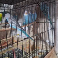 مرغ عشق ۷ عدد