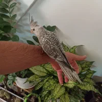 بدلیجات عروس