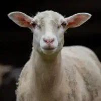 شیر گوسفند