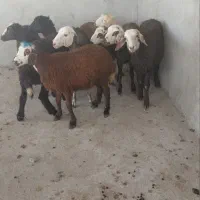 بره ماده کله عروس