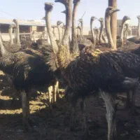 شترمرغ پرواری مثبت80